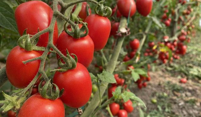 Antalya Ticaret Borsası, aralık ayı hal endeksini açıkladı: 'Meyvede fiyat arttı, sebzede geriledi'