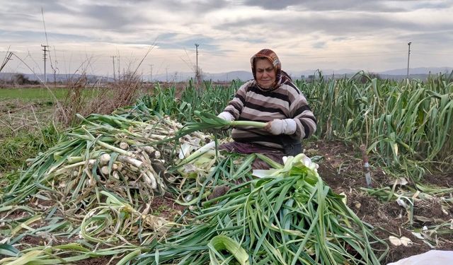 Bafra Ovası'nda pırasa hasadı: Bu yıl rekolte yüksek