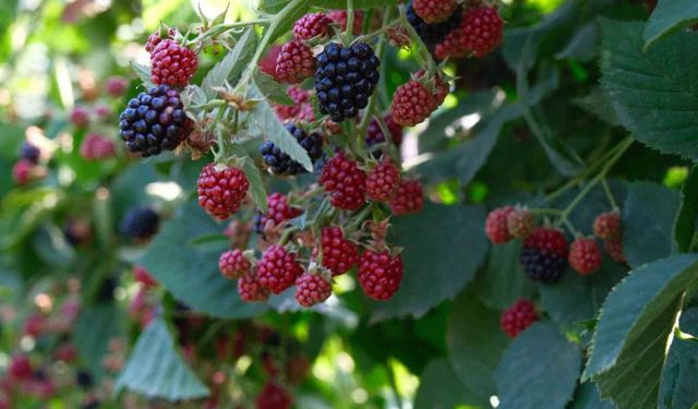 Kestel'de ahududu ve böğürtlen üretimi Sırbistan modeliyle artırılacak