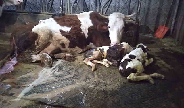 Ölü buzağıyla üzüldüler ikiz doğumla sevindiler