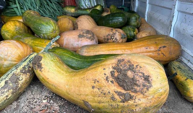 Osmangazi'de 30 kilogramlık Kıbrıs bal kabağı yetiştirildi