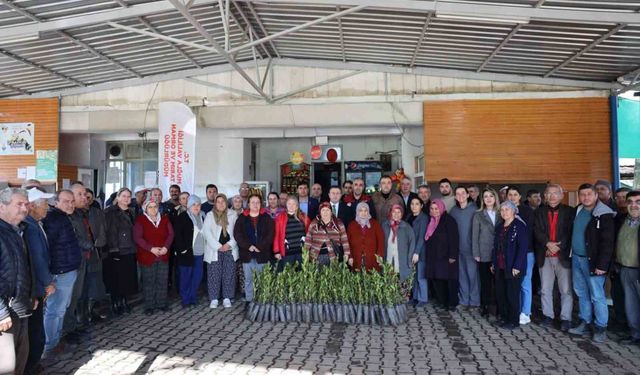 Ula'da üreticilere 38 bin defne fidanı dağıtıldı