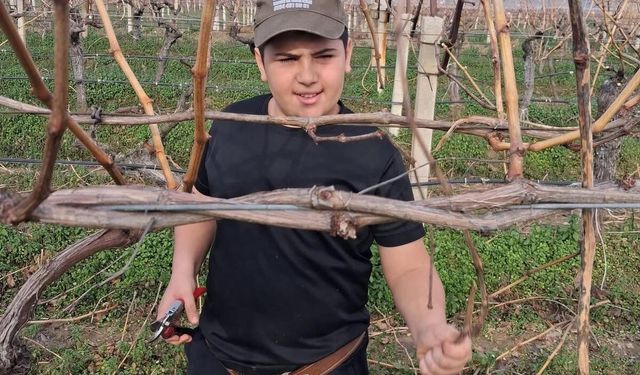 Yağmur bitti, çiftçi bağlara koştu