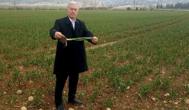 Altun, 'Yağışlar AB Tescilli Araban Sarımsağının kalite ve rekolteyi arttıracak'