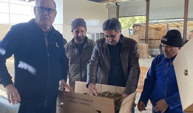 Karacasu'da tütünler paketlenmeye başladı, üretici fiyatlardan dert yandı