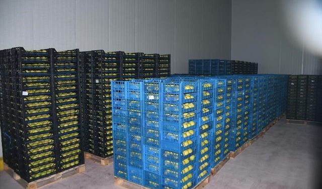 Kestel'e 400 milyon liralık dev meyve tesisi kuruluyor