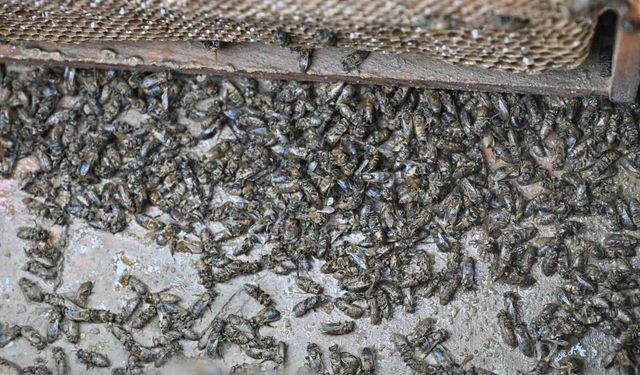 Kovanları sele kapılan Salihlili arıcıya, büyükşehirden destek