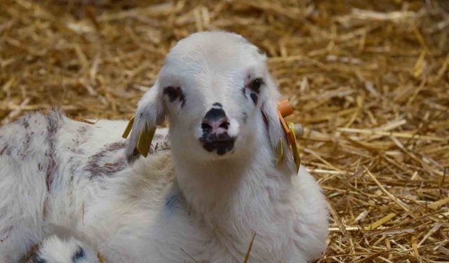 Koyunlara suni tohumlama geliyor