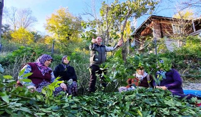 Orman köylüsü ekmeğini topraktan çıkartıyor