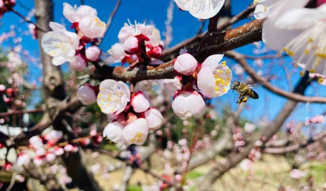 Salihli'de sert çekirdekli meyveler için 'Monilya' uyarısı