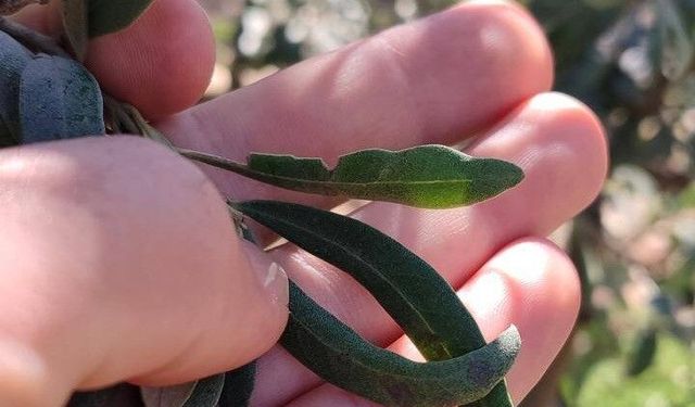 Salihli'de zeytin üreticilerine halkalı leke uyarısı