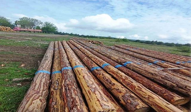 Samsun'da orman üretiminden 1,7 milyar TL katkı