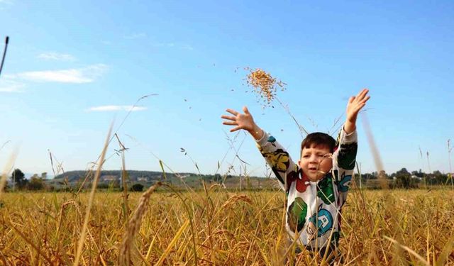 Samsun'da tarımsal üretime 6 milyara yakın destek ödemesi yapıldı