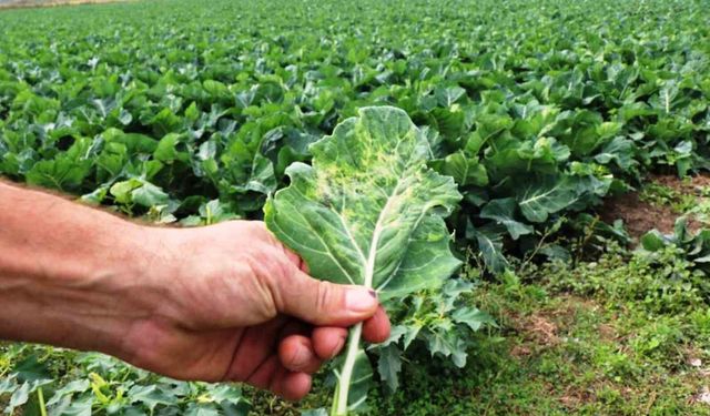 Tarımsal üretimde Samsun başı çekiyor