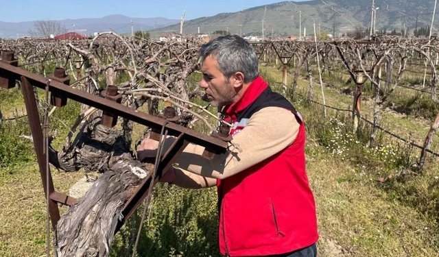 Bağlarda hastalık ve zararlı kontrolü yapılıyor