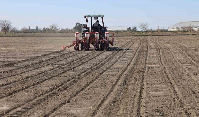 Çukurova'nın bereketli toprakları mısır ve ayçiçeği tohumları ile buluştu