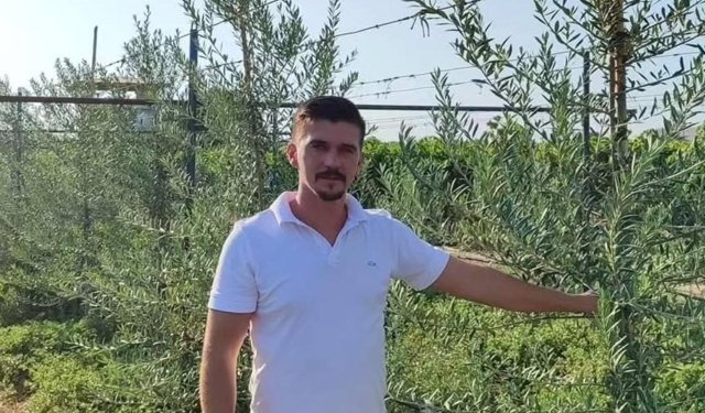 Sarıgöl'de 'bodur' zeytin dönemi