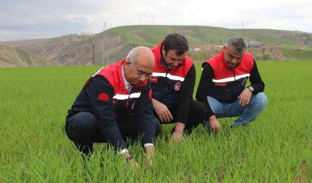 Siirt'te yağışlar yüzde 150 arttı, tarımsal hasıla beklentisi yükseldi