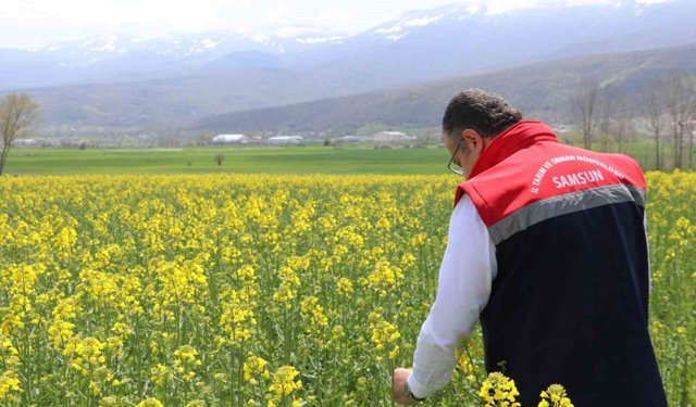 Ayçiçeği ve kuru fasulye tohumları çiftçilere teslim edildi