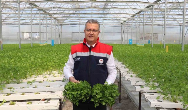 Çarşamba'da hidroponik maydanozda ilk hasat yapıldı