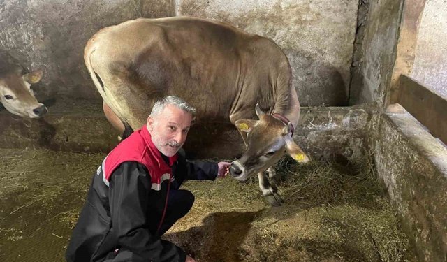 Danimarka ve Amerika'dan getirildiler, Of'a kısa sürede uyum sağladılar
