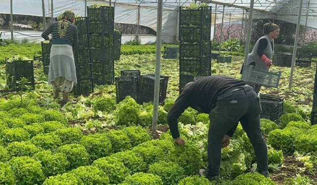 Geçen sene zararıyla ağlatan 'kıvırcık' bu yıl güldürdü