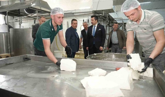 Her gün 3,5 ton sütten 12 çeşit peynir üretiyorlar