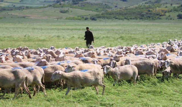 'Kırsalda Bereket Küçükbaşa Destek Projesi'nde son gün uyarısı