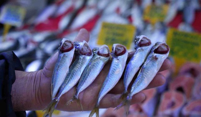 Sezonun sonuna gelinirken istavritin kilosu 70 TL'ye düştü