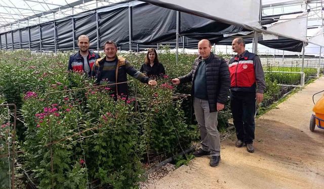 Simav'daki seralarda domatese alternatif kesme çiçek üretimi