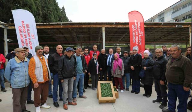 500 bin ata tohumundan üretilen fideler toprakla buluşuyor