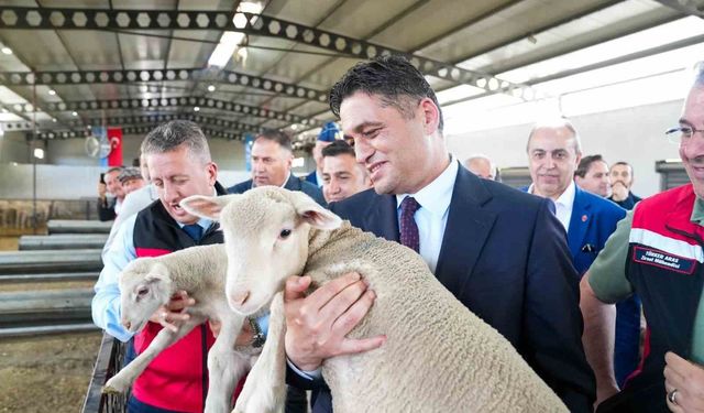 Aliağa'da üçüncü etap damızlık küçükbaş dağıtımı yapıldı