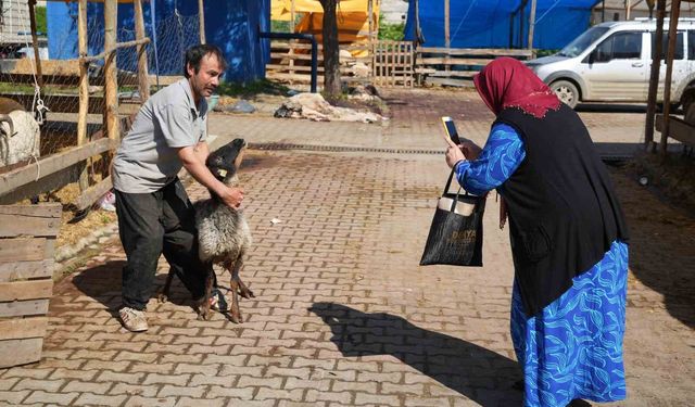 Besicilerin kurbanda da mesaisi sürüyor