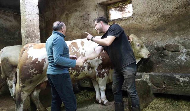 Bir ton 250 kilogramlık dev tosun 550 bin TL'ye satıldı