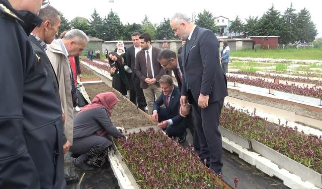 Doğadan tarlaya salep yolculuğu Samsun'da büyüyor