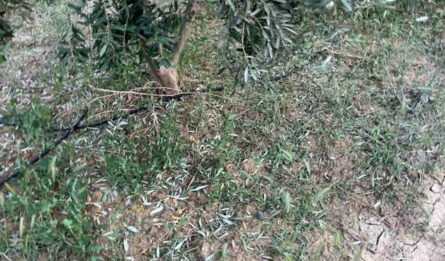 Dolu, kayısı ve zeytinlere zarar verdi