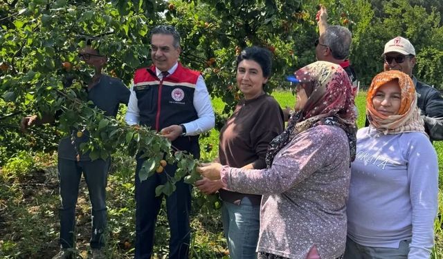 Kayısı bahçelerinde hasat başladı