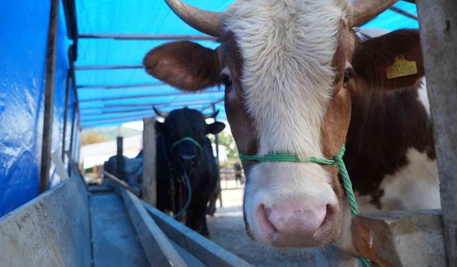 Kurban etindeki 'koyu kan' ve 'kötü koku' hastalık habercisi olabilir