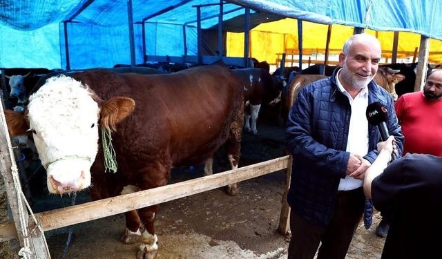 Kurban pazarının 'Paşa'sı 1,3 tonluk boğa