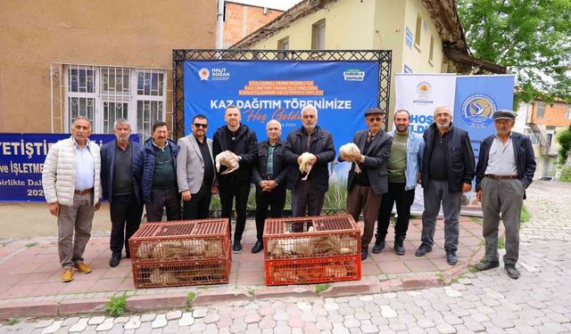 Samsun'da üreticiye yüzde 50 hibeli kaz palazı desteği