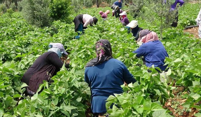 Turfanda 'sarıkız' hasadı başladı: Kilosu 100 TL'den alıcı buldu
