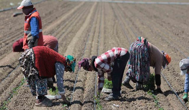 14 salça fabrikasına sahip Karacabey'de domates sezonu başlıyor