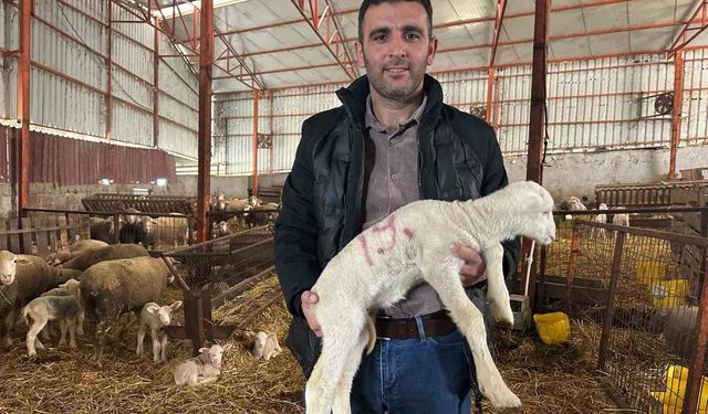 57 yıllık tecrübeden koyunculuğa başlayacaklara önemli öneriler