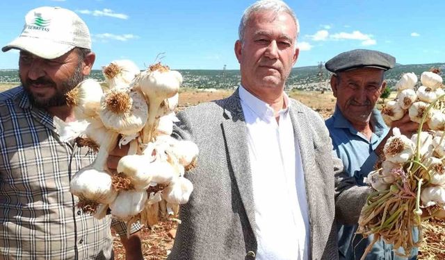 AB tescilli Araban sarımsağının hasadı başladı