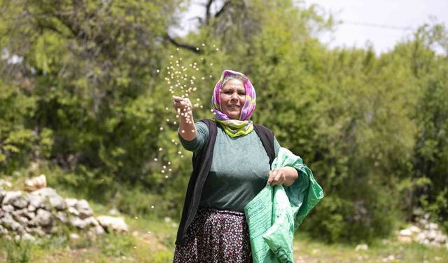 Atalık tohumlar toprakla buluştu, üreticiye can suyu oldu