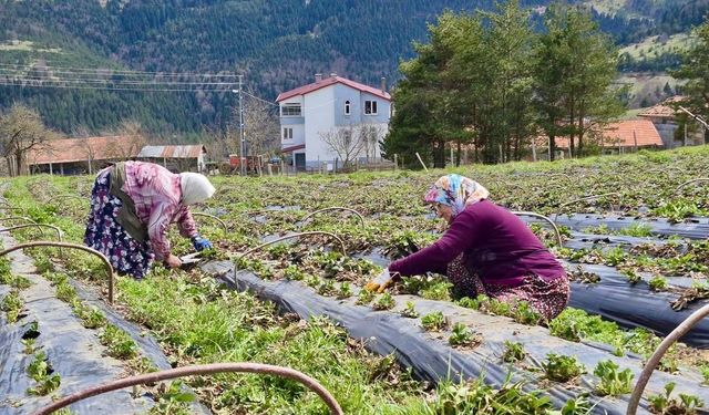 Samsun'da 14 bin 358 üreticiye destek