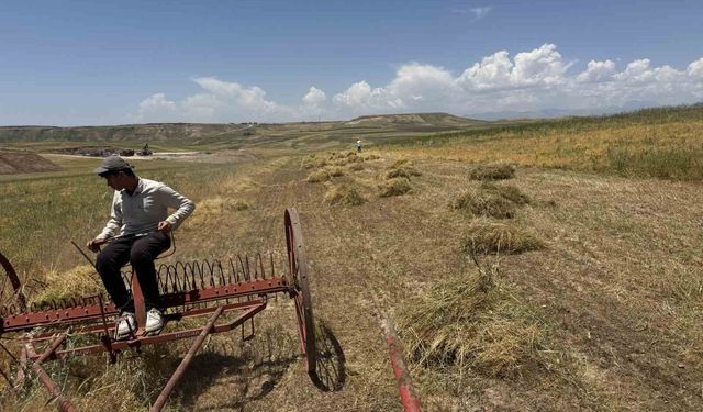 Siirt'te mercimek hasadı başladı: Çiftçinin yüzü gülüyor