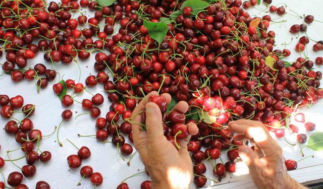 ABD ve Avrupa kirazda bu aromayı özellikle istiyor