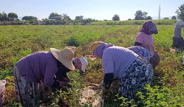 Aydın'da 12 bin 94 dekarda domates hasadı sürüyor