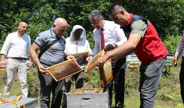 Coğrafi işaretli Salıpazarı kestane balında hasat başladı